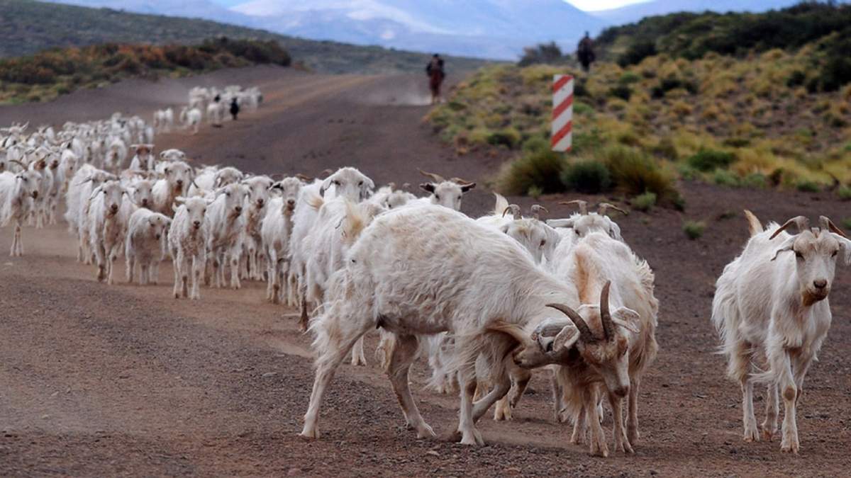 Uno de los proyectos está relacionado a la actividad caprina.