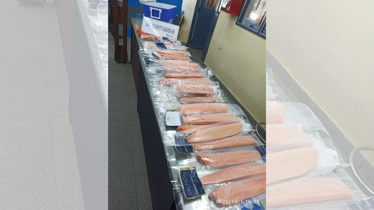Intentaron ingresar salmón al país. Fuente: (Senasa)
