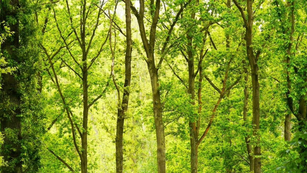 Día Internacional de los Bosques. Fuente: (Twitter)