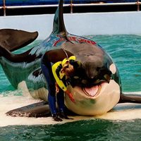 Lolita, la orca cautiva en un acuario de Miami, volverá a su hábitat natural
