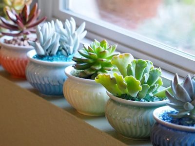 Suculentas: cuáles son los mejores lugares del hogar para ubicarlas y que atraigan buena fortuna