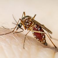 La provincia de Buenos Aires iniciará la vacunación contra el dengue: quiénes recibirán las dosis