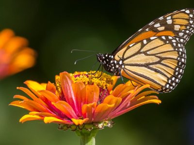La popular y hermosa planta con la que tu jardín se llenará de mariposas monarcas
