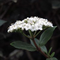 La planta que aguanta todo, decora tu jardín a la perfección y sobrevive con el mínimo cuidado
