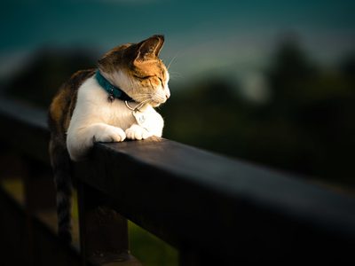 El lenguaje de los gatos: una IA ayuda a descifrar lo que quieren comunicar