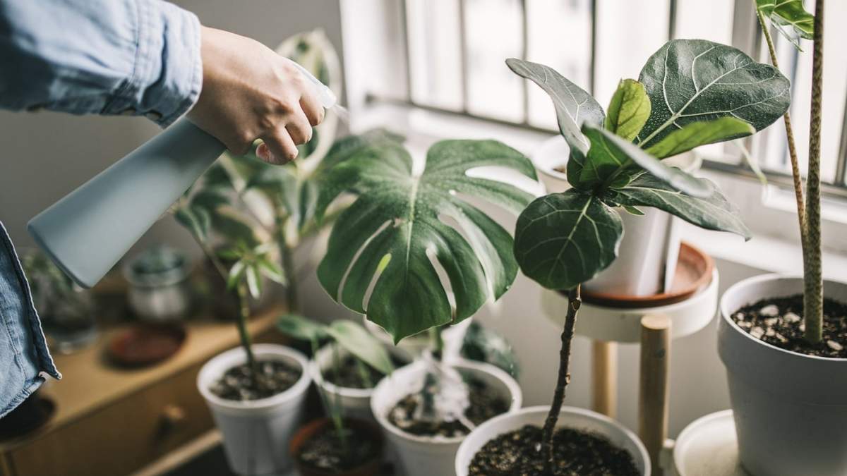 Plantas. Fuente: (X)
