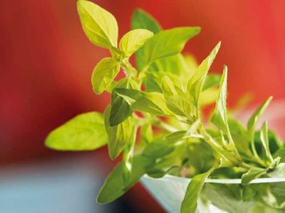 Conocé la planta de esta verdura tan fácil de conseguir en el supermercado y que podés cultivar rápidamente en casa