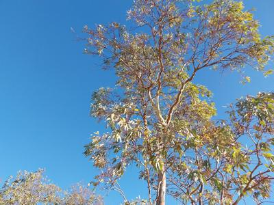 El árbol con fama de malo que crece rapidísimo sin cuidados y esconde muchos beneficios para tu salud