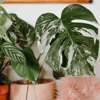 Si a tu planta Monstera se le caen las hojas o las tiene marrones, tenés que saber esto que dicen los expertos