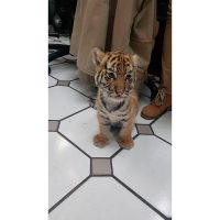 Aseguran a un cachorro tigre de bengala que fue enviado por paquetería en una caja de plástico