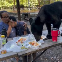 Madre protege a su hijo mientras un oso irrumpe en su día de campo y come tacos y enchiladas (Video)