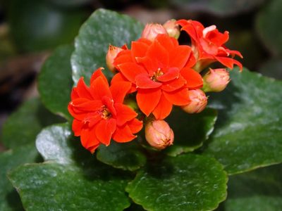 Las plantas que solo piden un poco de sol y agua, se mantienen hermosas todo el año y sobreviven en macetas