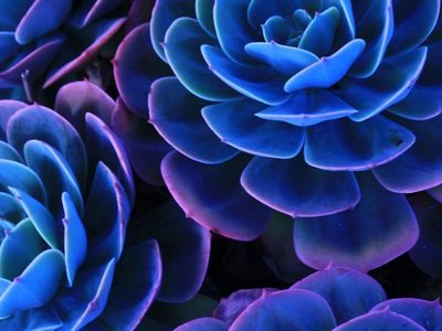 Suculentas azules: qué poderes tienen y cuáles son las variedades más lindas