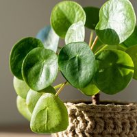 Conocé las plantas que, a toda costa, debés evitar tener dentro de tu casa por su energía negativa