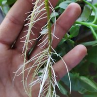 Si los tallos de tus plantas se rompieron, no te preocupes: mirá cómo curarlos con un ingrediente de tu cocina