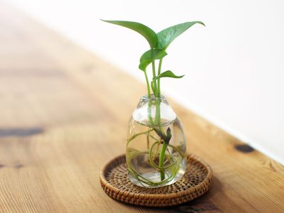 5 plantas que podés colocar en el baño y que traen armonía a la casa