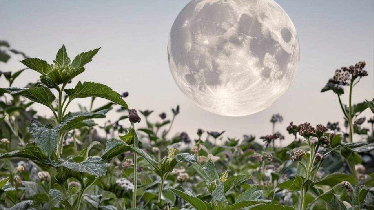Plantas. Fuente: (Minuto Neuquén)