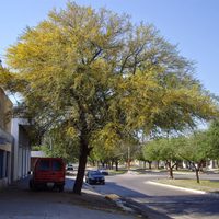 Una joya natural: el árbol de bajo mantenimiento que ayuda a prevenir la tos, gripe y resfriados