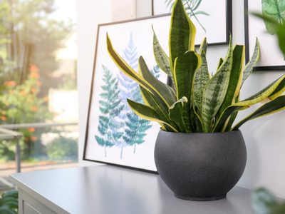 El ritual que tenés que hacer con tu Sansevieria para limpiar tu casa de malas energías