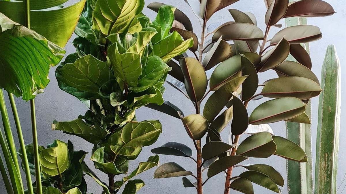 Ficus elástica. Fuente: (Twitter)