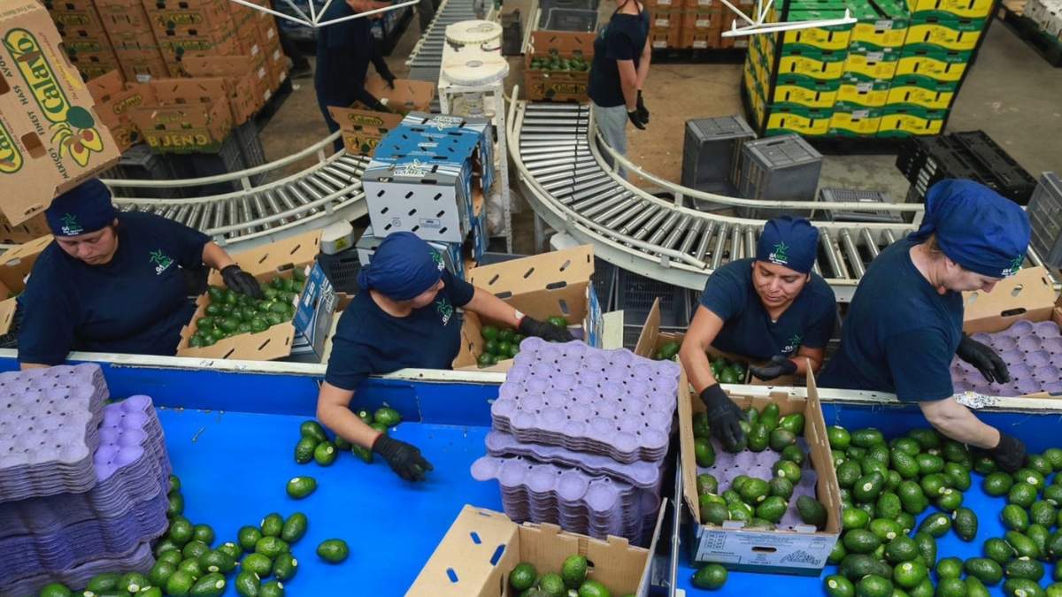 Trabajadoras examinan aguacates en una planta empacadora el miércoles 27 de noviembre de 2024, en Uruapan, México