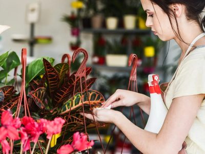 El truco facilísimo para eliminar las cochinillas de tus plantas usando solo 3 ingredientes