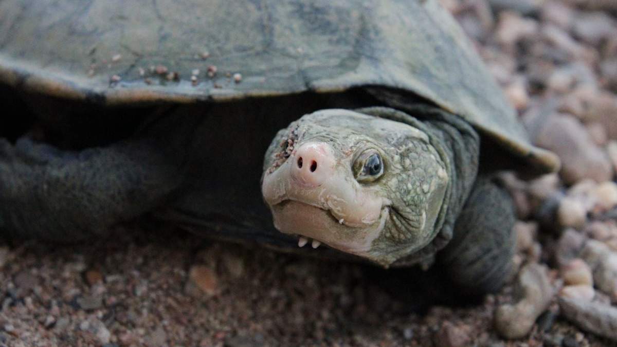 El ADN ambiental (eDNA) ha ayudado a redescubrir la tortuga de Irwin en la parte baja del río Burdekin por primera vez en más de 25 años
