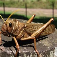 El insecto canibal que amenaza la flora patagónica