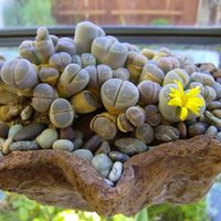 Descubrí cuáles son las plantas suculentas más extrañas y resistentes que existen