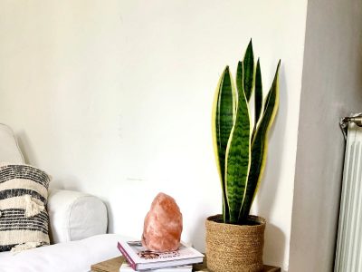 Si tu planta de Sansevieria tiene los bordes amarillos, no te asustes: mirá cómo podés mantenerla saludable