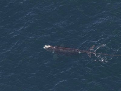Avistan ballena enredada en cuerda en aguas frente a Nueva Inglaterra