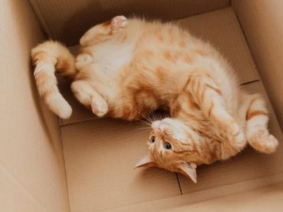 No tires las cajas de cartón y utilizalas en este proyecto que tus gatos van a amar