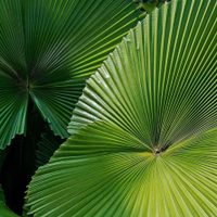 La planta con hojas en forma de abanico que se cuida sola y es una joyita para decorar el interior de tu casa