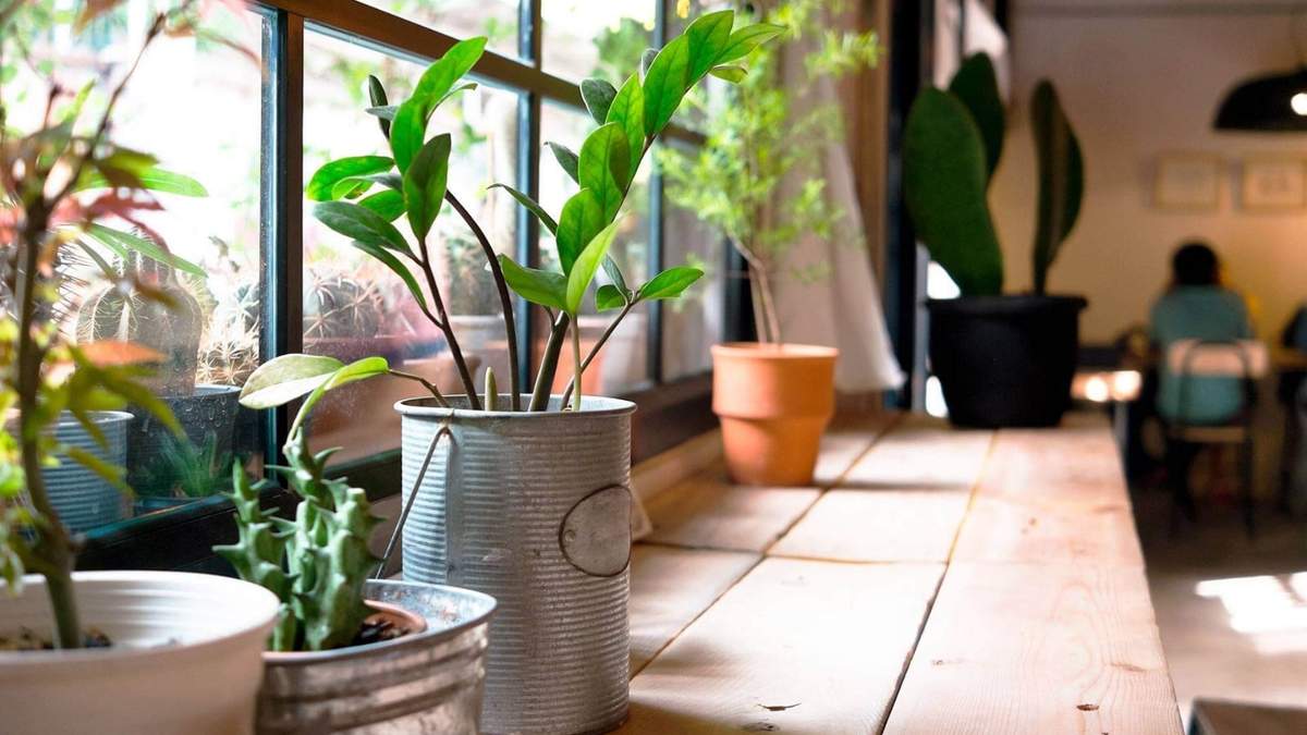 Planta. Fuente: (Instagram)