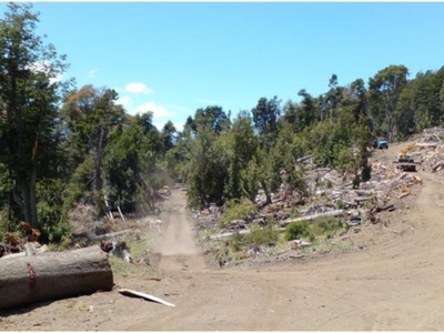 La Cooperativa de vivienda que recibió una millonaria multa por desmontar bosque nativo quiere disculpas por dañar su imagen