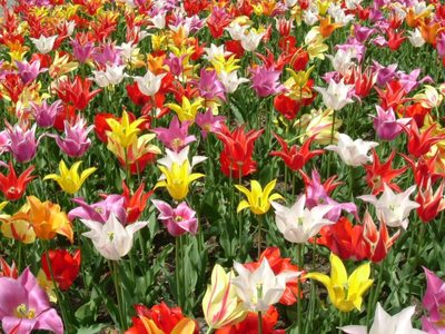 Conocé las plantas de bulbos que son perfectas para sembrar en otoño y llenar tu jardín de flores