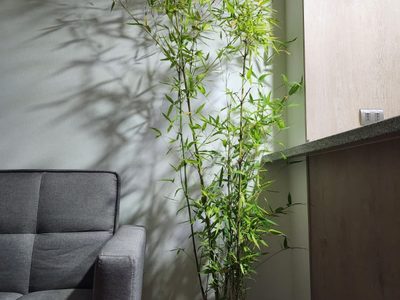 Bambú: la planta que trae suerte, bienestar y queda perfecta en cualquier rincón de tu hogar