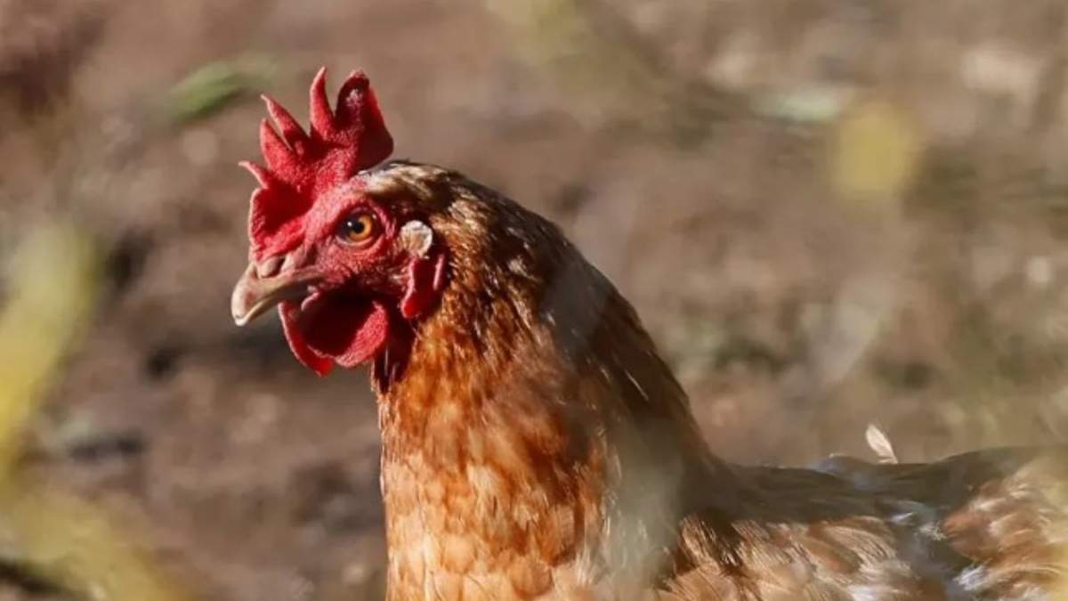 Un nuevo tipo de gripe aviar