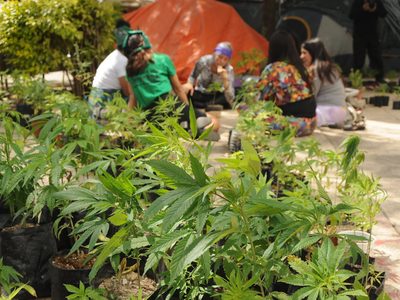 Tras 14 horas, los diputados avalan en lo particular uso lúdico de la mariguana