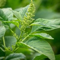 La planta que es un tesoro para tener en tu jardín y ayuda a controlar los niveles de azúcar en la sangre