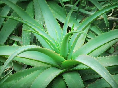 Cómo elaborar abono para suculentas con un producto natural