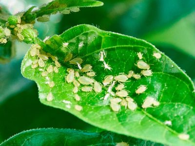 La mezcla infalible y con pocos ingredientes para eliminar los pulgones de tus plantas