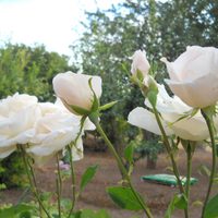 Mirá el verdadero trucazo para hacer tus propias plantas de rosas gratis