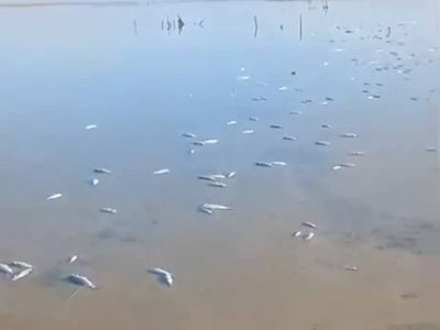 La Laguna Madre, un santuario en riesgo por mortandad masiva de especies
