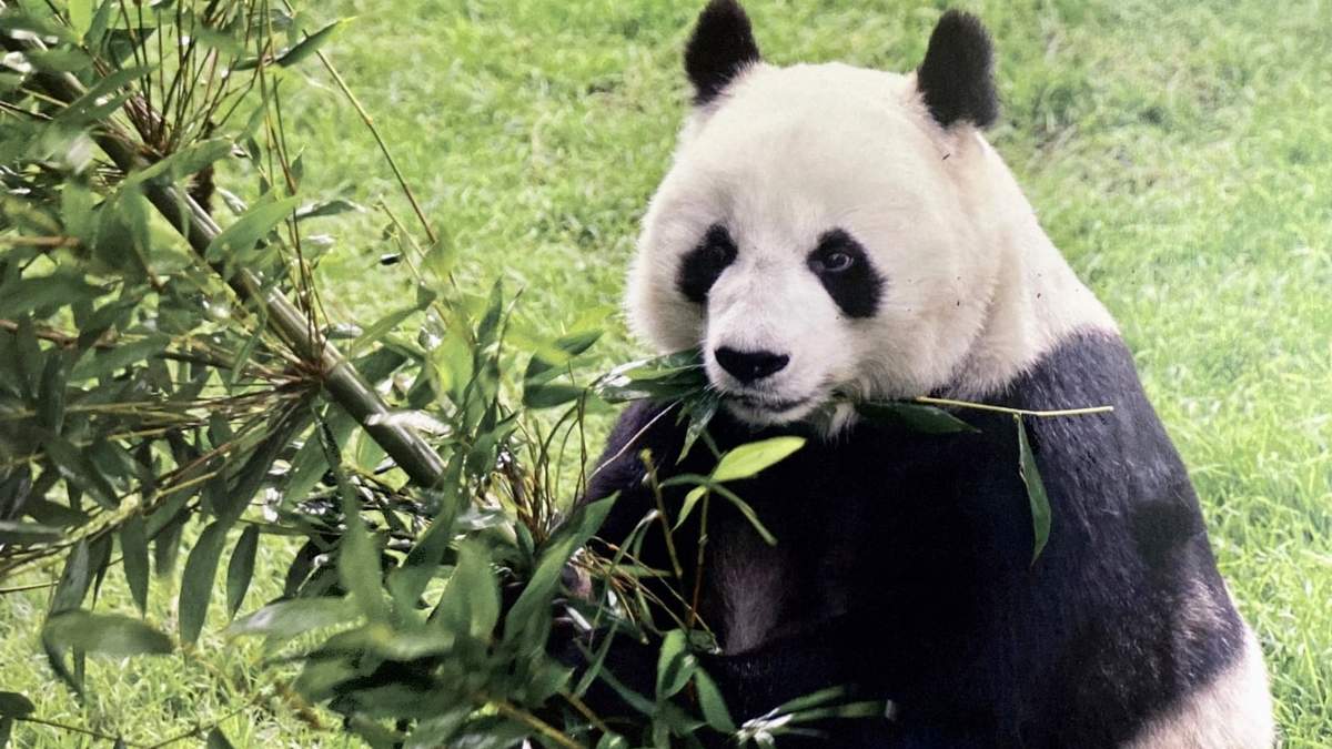 La panda gigante Shuan Shuan