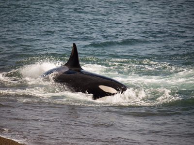 Sorpresa en Las Grutas: una familia de orcas llegó antes de lo previsto