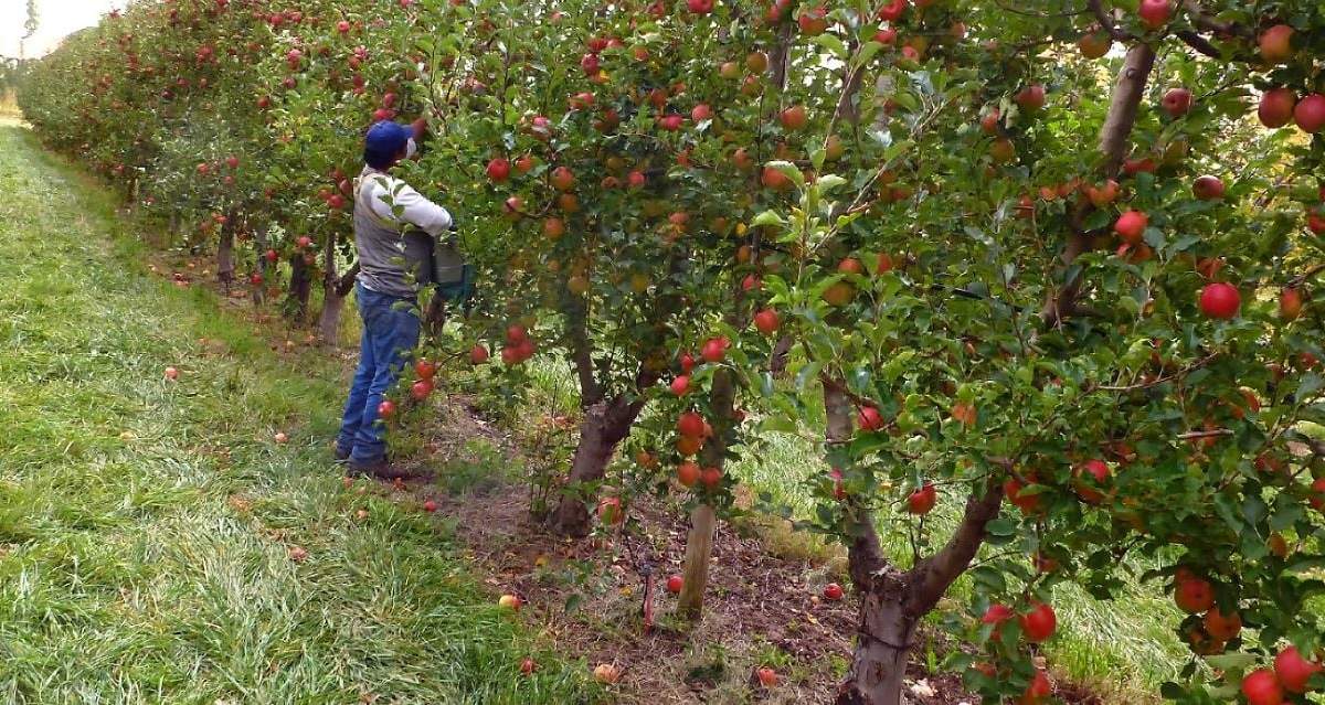 El gobierno busca potenciar la agricultura como complemento a la industria hidrocarburífera de Vaca Muerta. Fuente: (Cipolletti Digital Noticias)