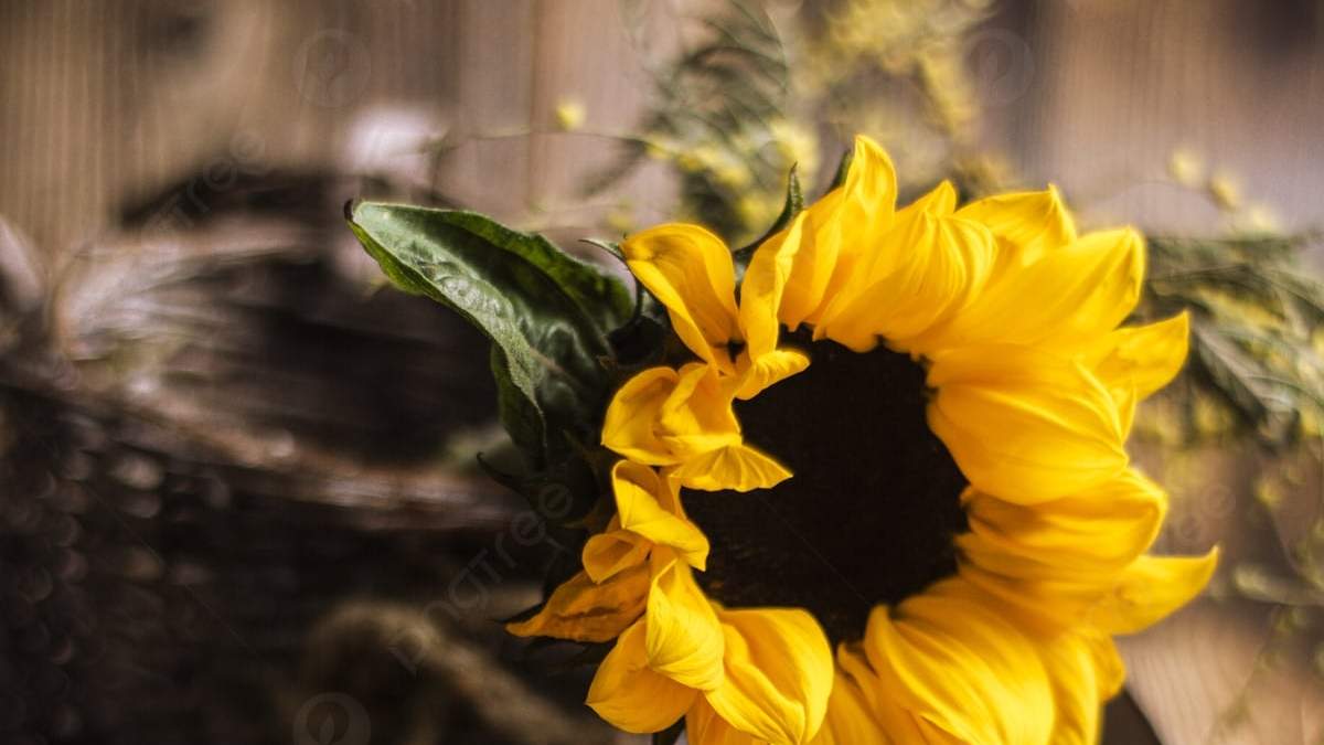 Girasoles. Fuente: (Instagram)
