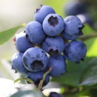 El secreto de los jardineros para tener tu propia planta de arándanos y ahorrar una fortuna en la verdulería