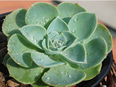 El secreto de los viveristas: qué podés hacer si tu suculenta Echeveria explota de flores